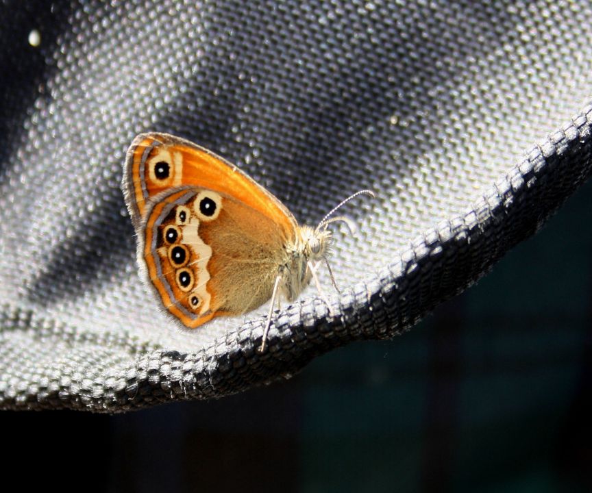 confronto tra coenonimpha